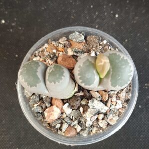 Lithops salicola