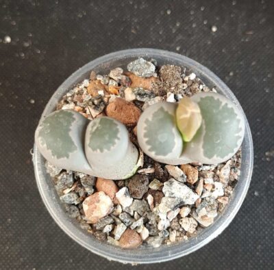 Lithops salicola