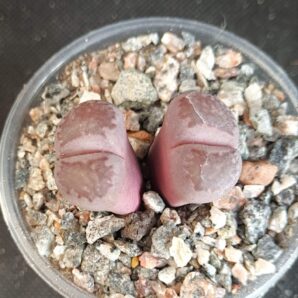 Lithops salicola Bacchus