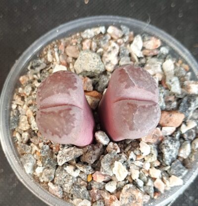 Lithops salicola Bacchus