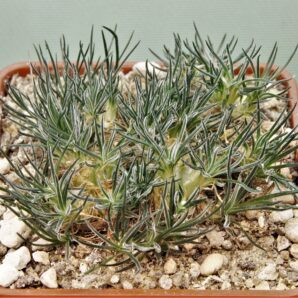 ornithogalum-sardienii-1