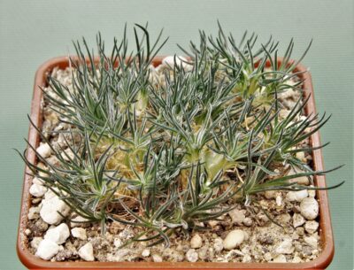 ornithogalum-sardienii-1