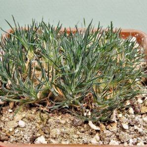 ornithogalum-sardienii-2