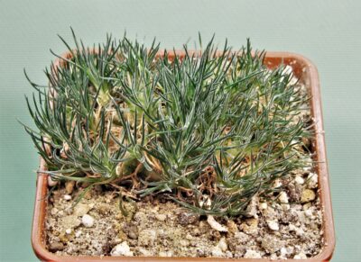 ornithogalum-sardienii-2
