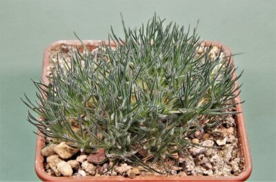 ornithogalum-sardienii-5