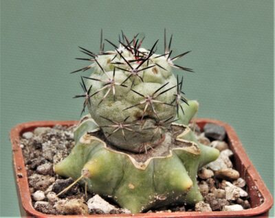 ortegocactus-macdougallii-san-jose.-lecheguiri.-oaxaca-3