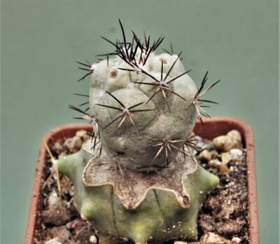 ortegocactus-macdougallii-san-jose.-lecheguiri.-oaxaca-4
