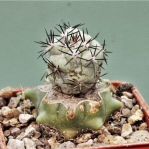 ortegocactus-macdougallii-san-jose.-lecheguiri.-oaxaca-5
