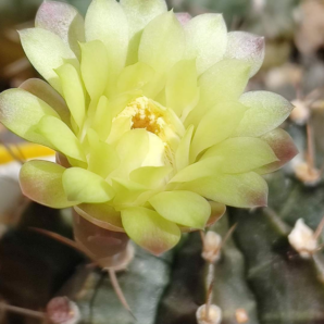 Gymnocalycium Mihanovichii hybrid