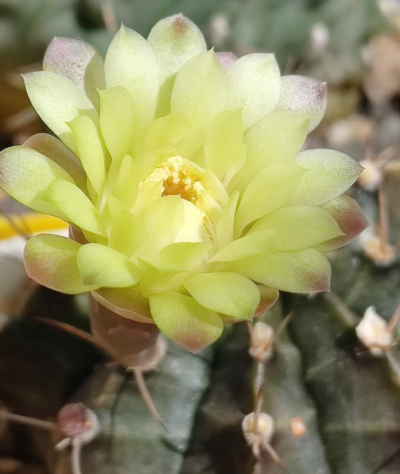Gymnocalycium Mihanovichii hybrid