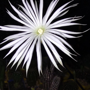 Setiechinopsis mirabilis