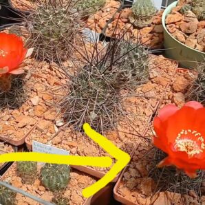 Lobivia haematantha R 165