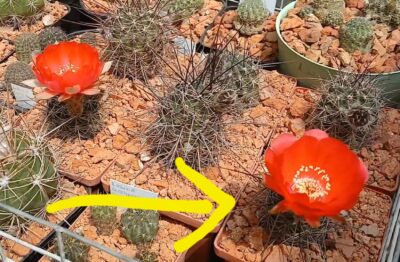 Lobivia haematantha R 165