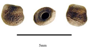 Leuchtenbergia (Лейхтенбергия) | 2