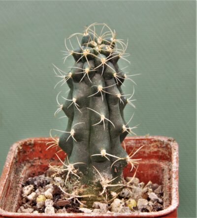 submatucana-paucicostata-1