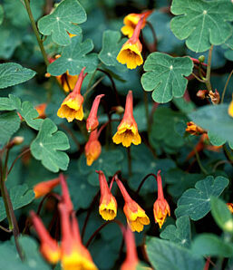 Tropaeolum tuberosum var. lineamaculatum 'Ken Anslet'