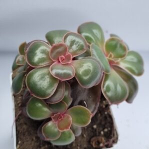 Echeveria Red Ball