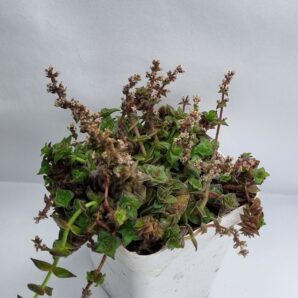 Crassula corymbulosa