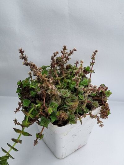 Crassula corymbulosa