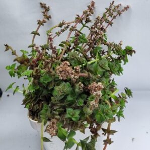 Crassula corymbulosa