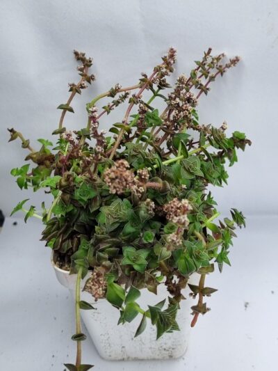 Crassula corymbulosa