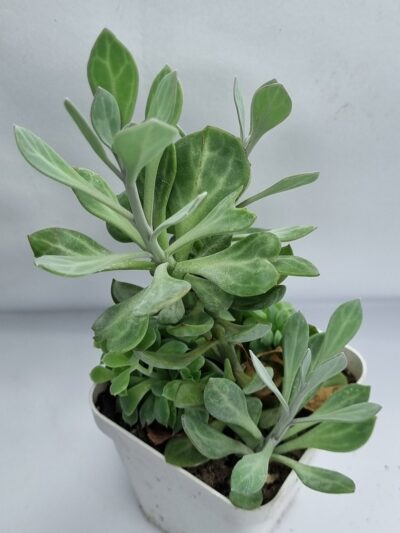Senecio Obovatus var - Зображення 3