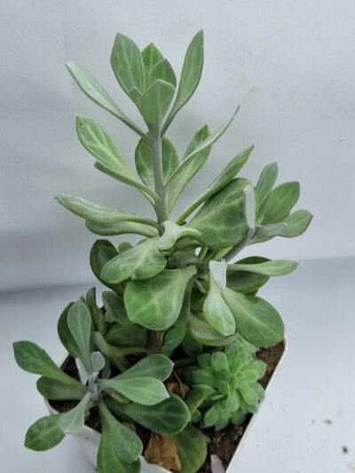 Senecio Obovatus var - Зображення 2