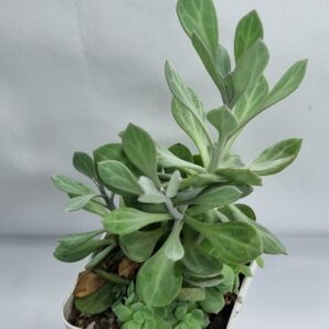 Senecio Obovatus var