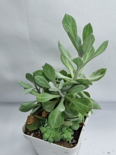 Senecio Obovatus var