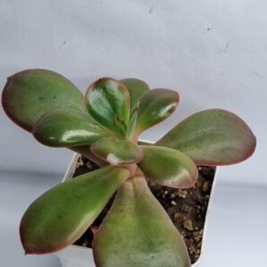 Echeveria Primadonna