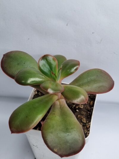 Echeveria Primadonna