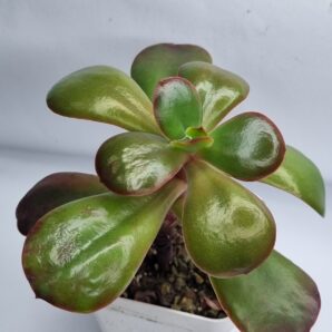 Echeveria Primadonna