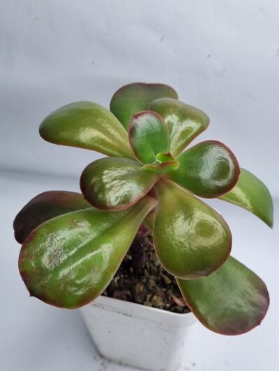 Echeveria Primadonna