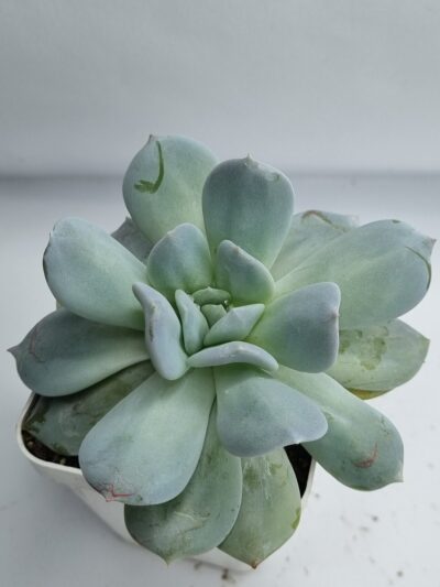 Echeveria Exotica - Зображення 2