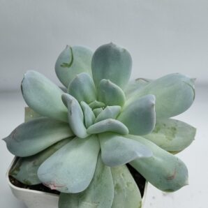 Echeveria Exotica