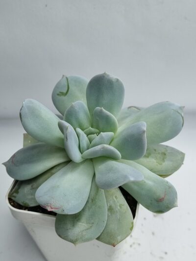 Echeveria Exotica