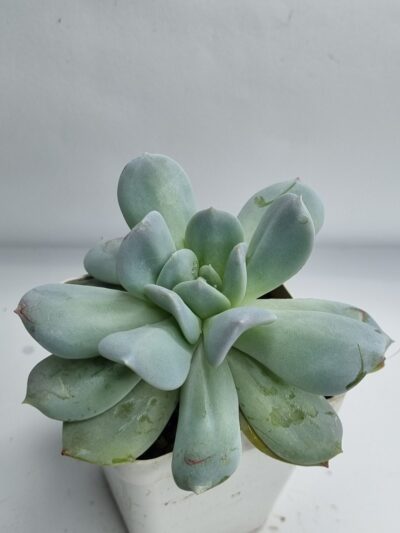 Echeveria Exotica - Зображення 3