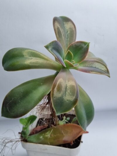 Echeveria Metallica var - Зображення 2