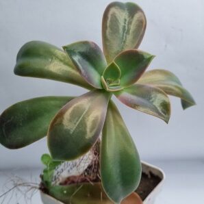 Echeveria Metallica var