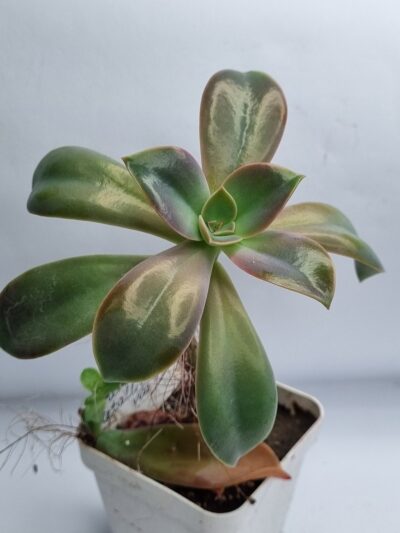 Echeveria Metallica var