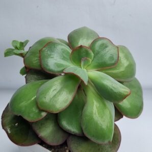 Echeveria Suyon
