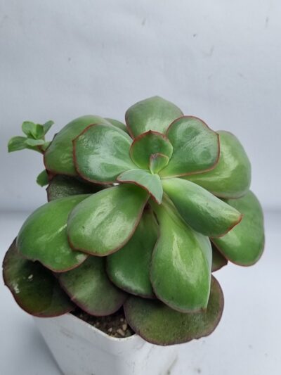 Echeveria Suyon