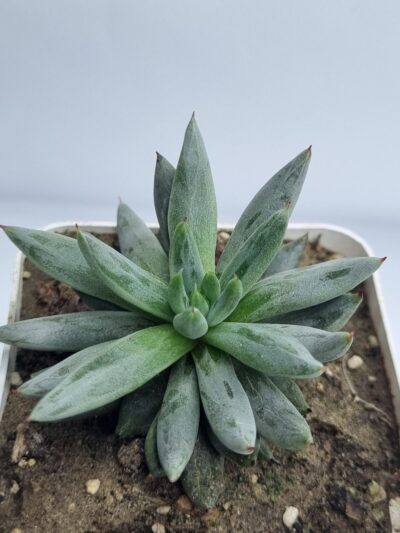 Echeveria Unduiculata - Зображення 2