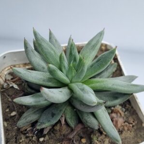 Echeveria Unduiculata