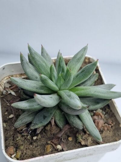 Echeveria Unduiculata