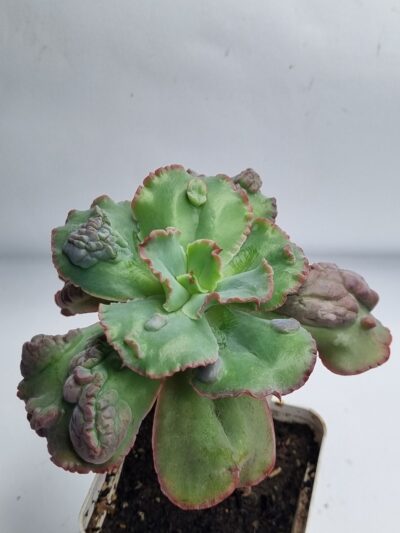 Echeveria Crazy Joker - Зображення 3