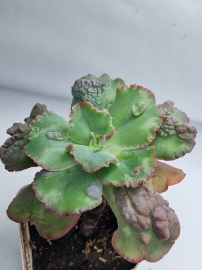 Echeveria Crazy Joker - Зображення 2