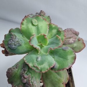 Echeveria Crazy Joker
