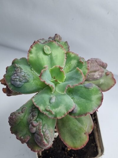 Echeveria Crazy Joker