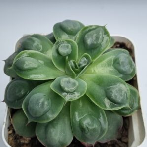Echeveria Parva Raindrops